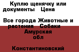 Куплю щенячку или документы › Цена ­ 3 000 - Все города Животные и растения » Собаки   . Амурская обл.,Константиновский р-н